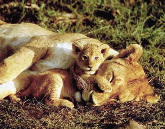 Lions-SleepingMom-Baby-Cub14